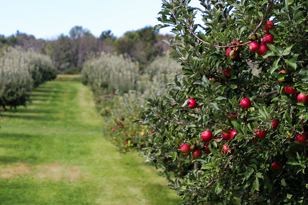 Temps des Pommes: 4 endroits à découvrir au Québec