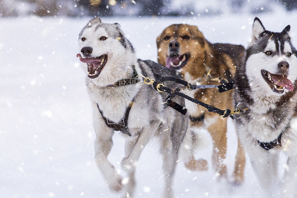 Idées d’activités en plein air au Québec